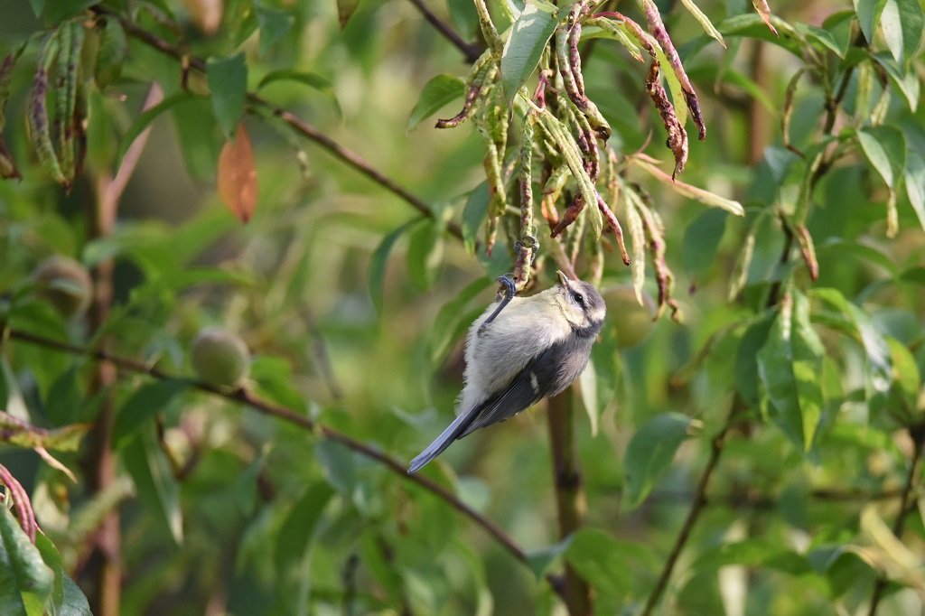 DSC_1054.JPG