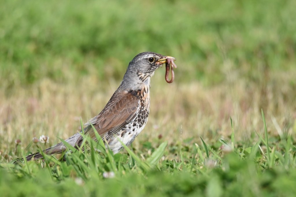 DSC_1330.JPG