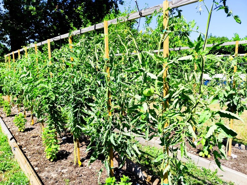 tomates 1.jpg