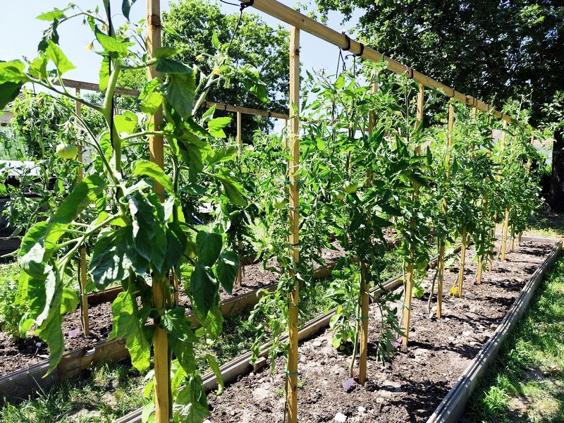 tomates 2.jpg