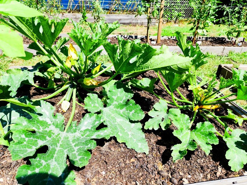 courgettes 1.jpg