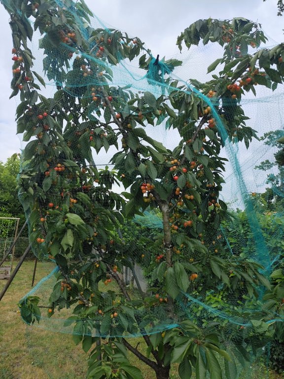 Cerises.jpg