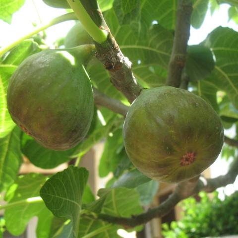 figues6.jpg