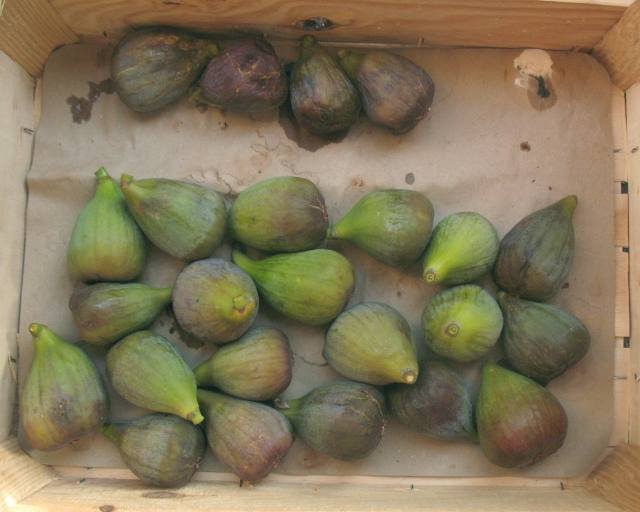 figues5.jpg