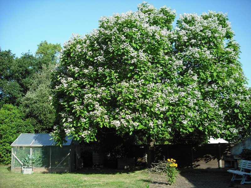Catalpa 17 juin.jpg