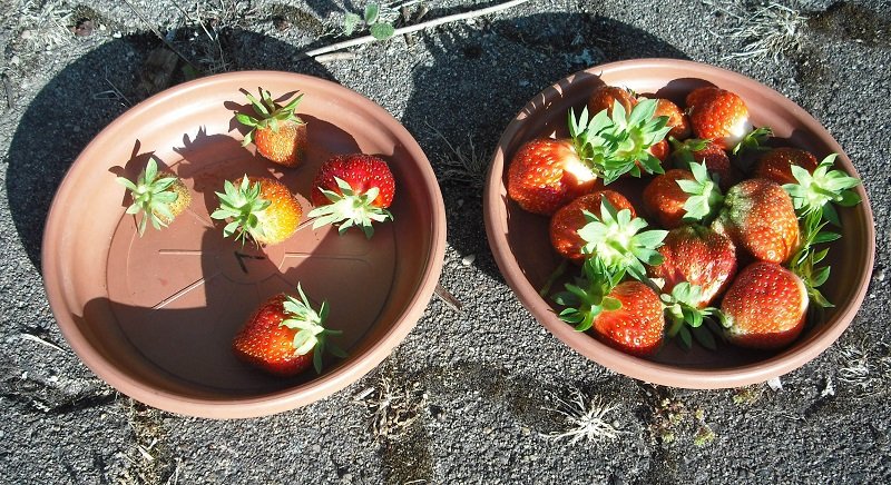 Fraises 17 juin.jpg