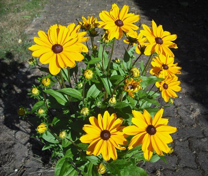Rudbeckia 17 juin.jpg