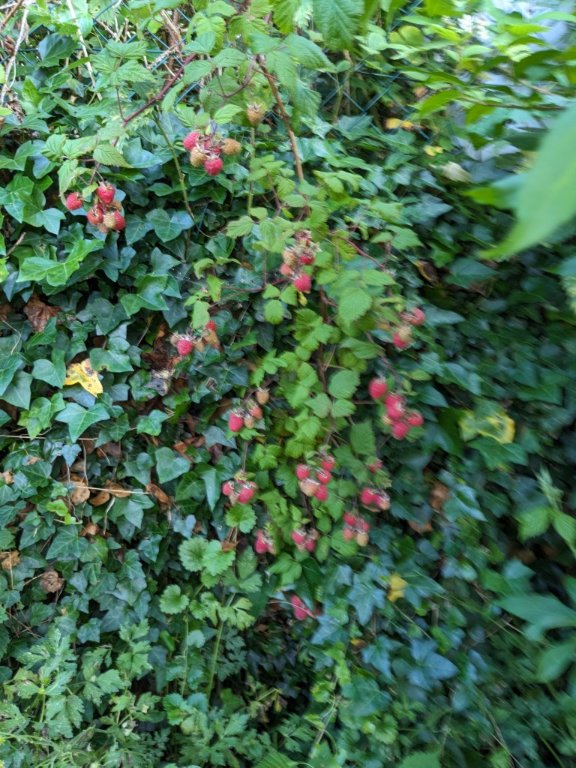 framboise sous.jpg