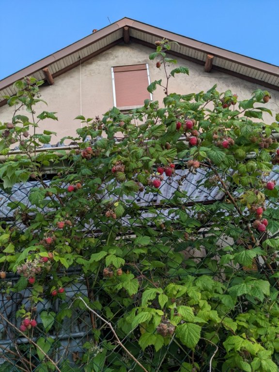 framboise citerne.jpg