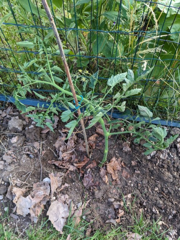 branche cassee16juin.jpg