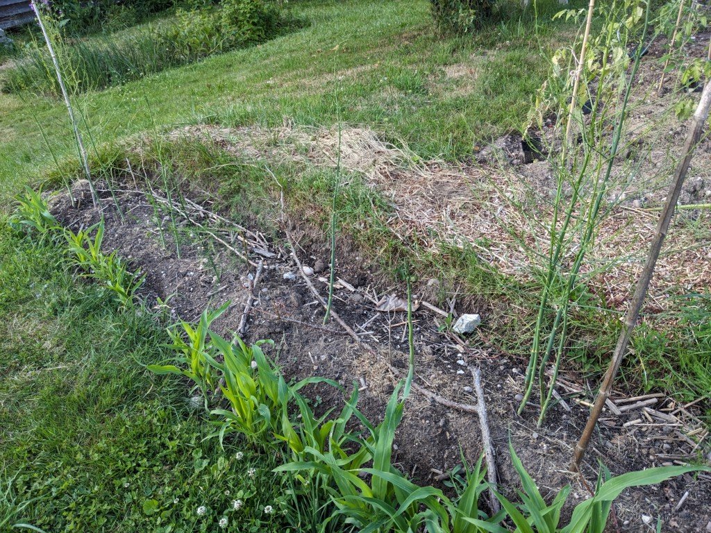 asperge16juin.jpg