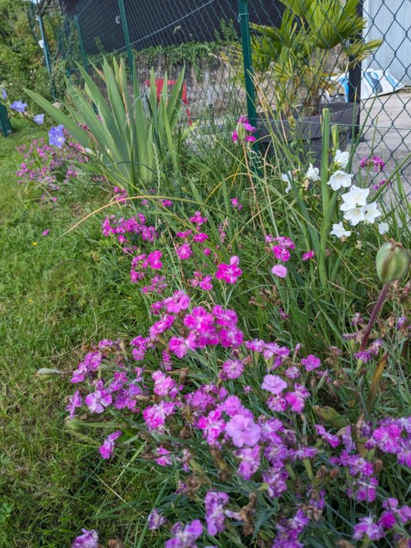 campanule blanc16juin.jpg