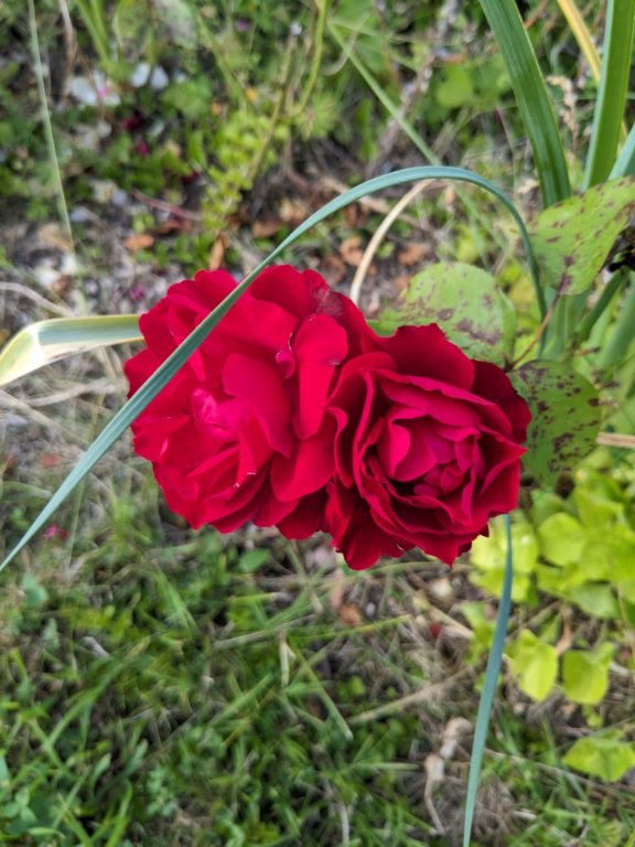 rose16juin.jpg