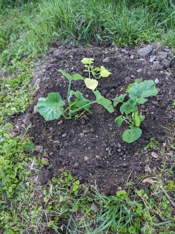 courges18juin.jpg