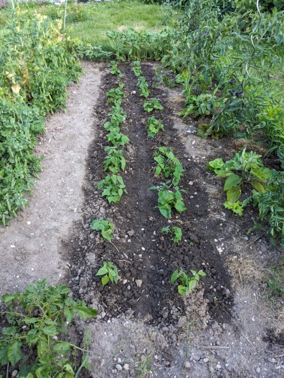 haricots buttes18juin.jpg