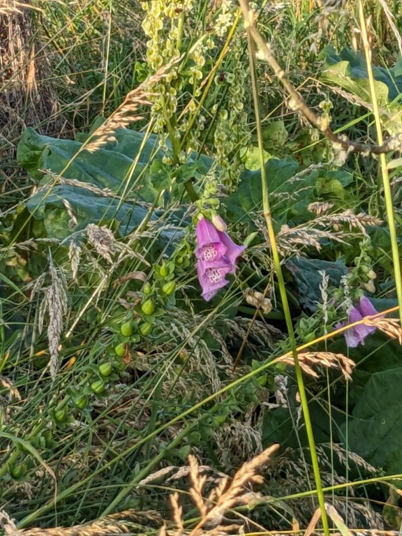 friche fleur.jpg