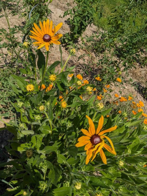 rudbeckia19juin.jpg