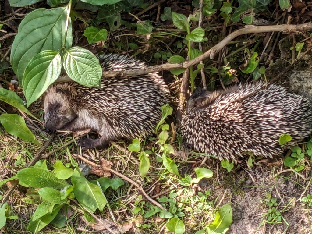 h sieste 19juin.jpg