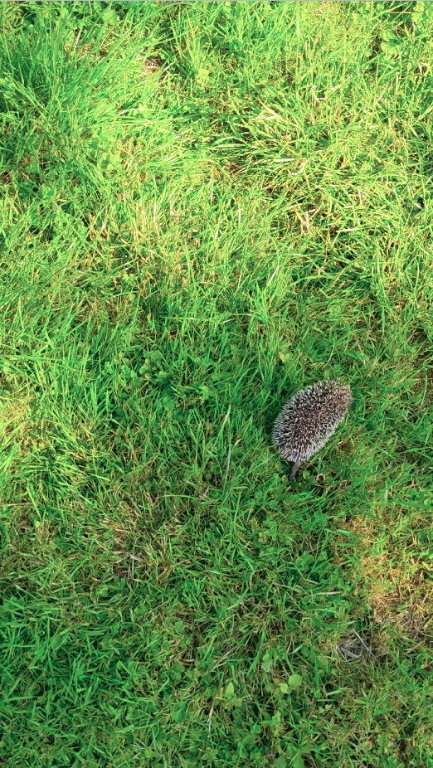 h herbe 3.jpg