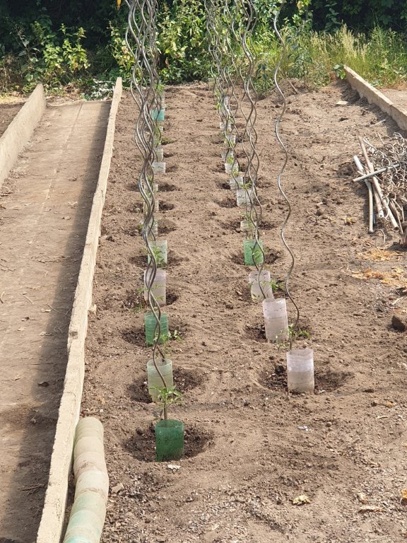 250619 33 pieds de tomates plantés.jpg
