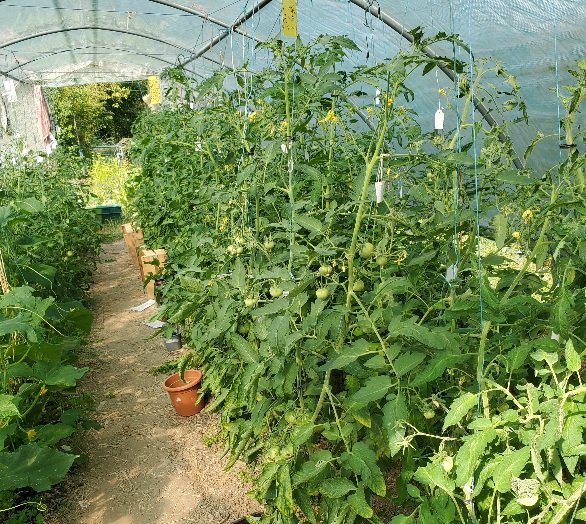 Les tomates se portent pas trop mal
