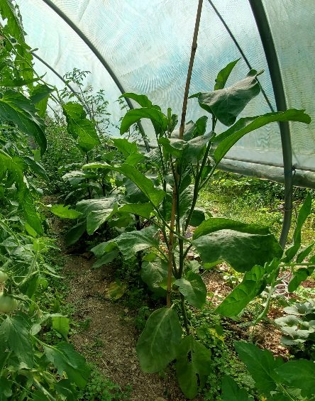 Les aubergines sont très grandes cette année