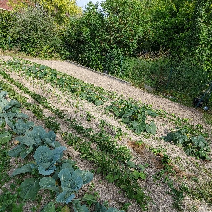 Haricots choux courgettes ont soif aussi...