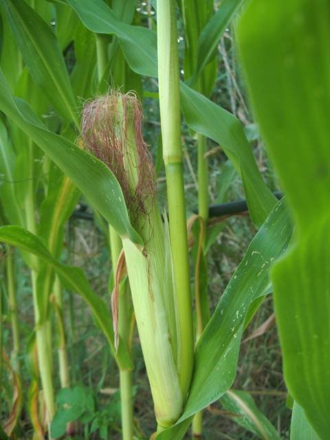 mais-fleur.jpg