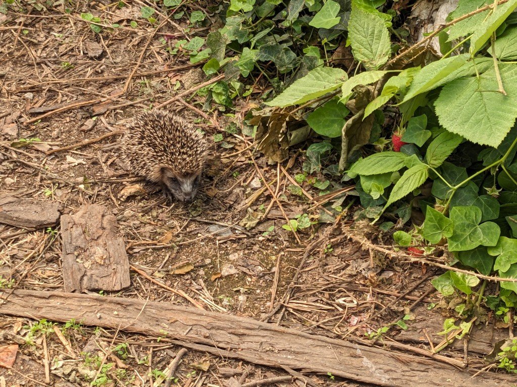 h a cote framboise20juin.jpg