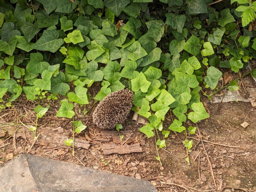 h devant porte sous sol20juin.jpg