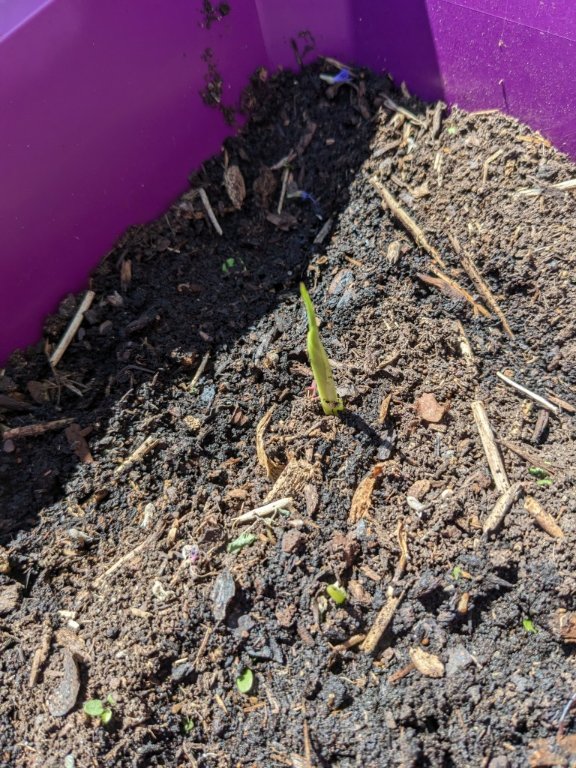curcuma20juin.jpg