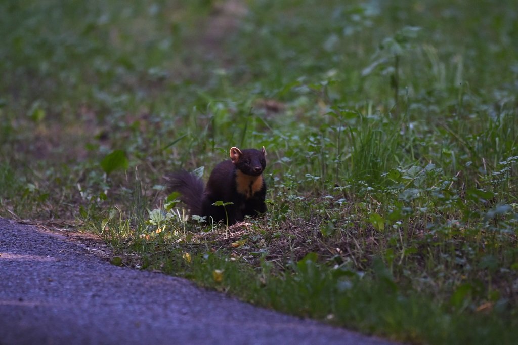 DSC_1571.JPG
