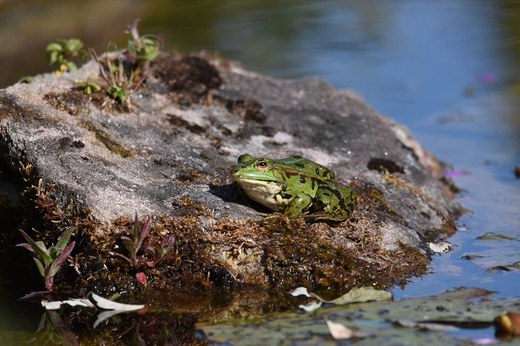 DSC_1592.JPG