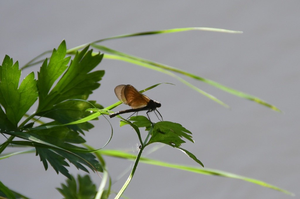 DSC_8437.JPG