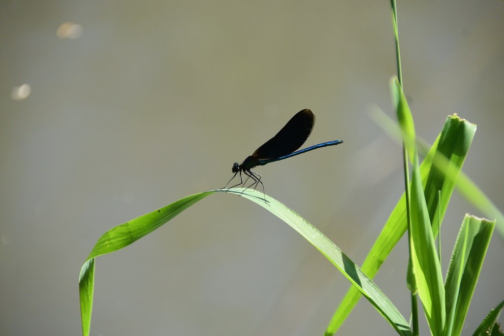DSC_8441.JPG