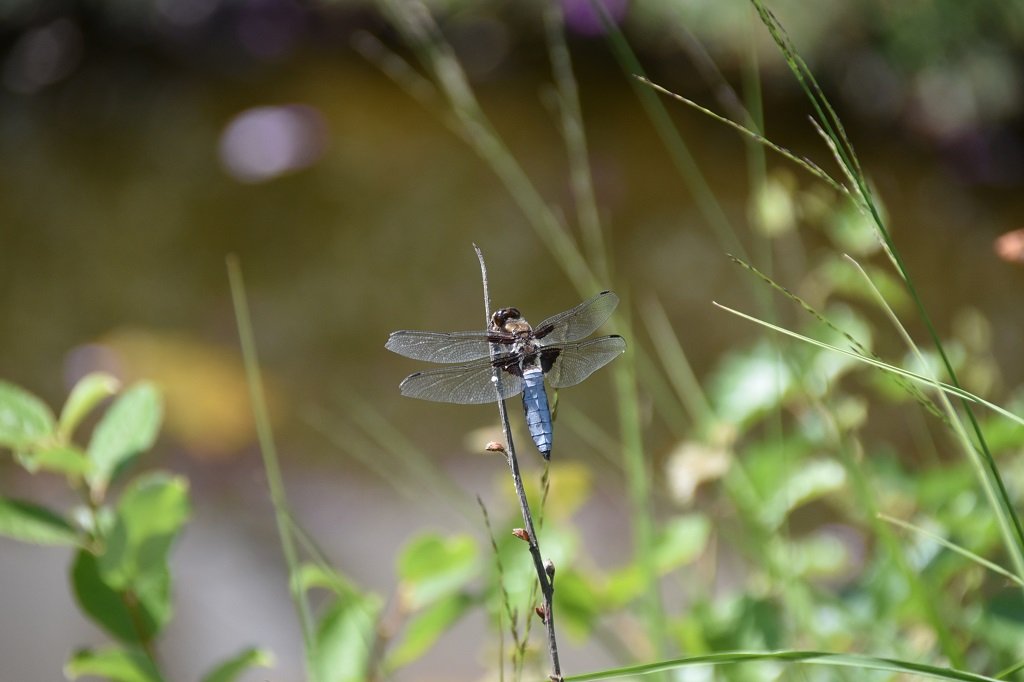 DSC_8479.JPG