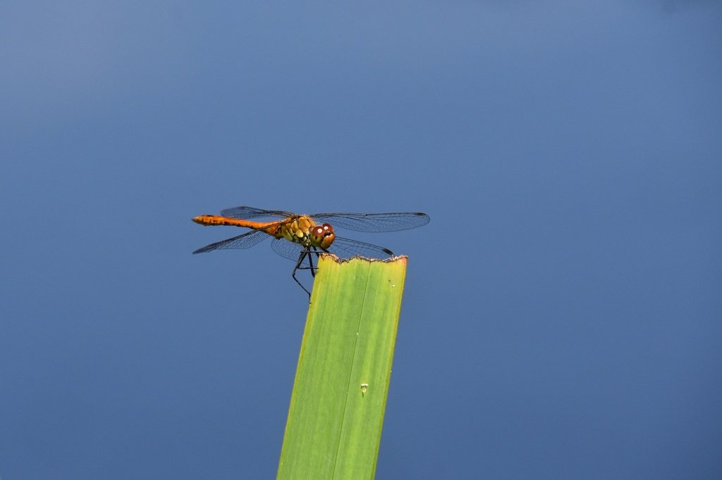 DSC_8483.JPG