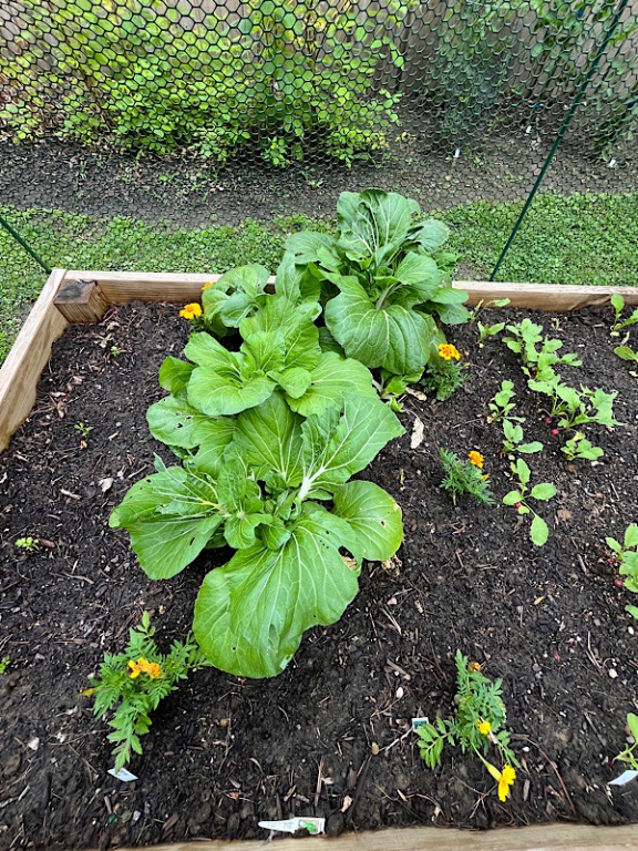 Chou chinois bok choy