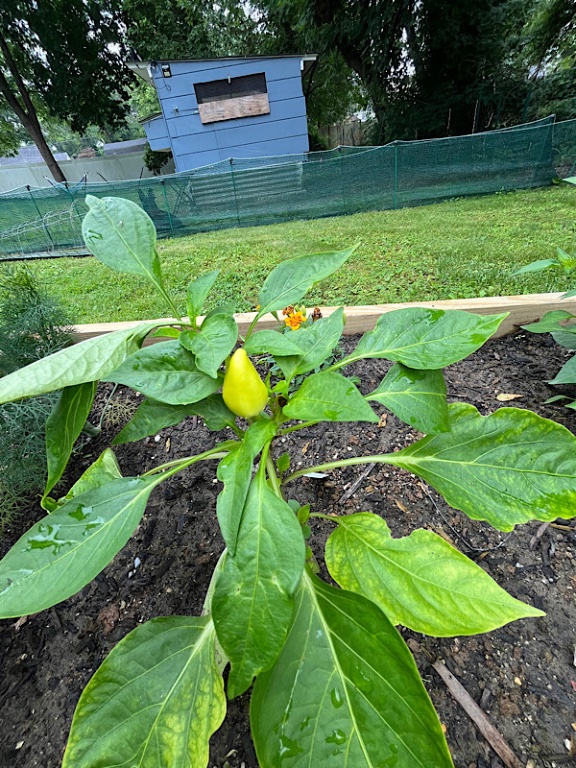 Paprika jaune
