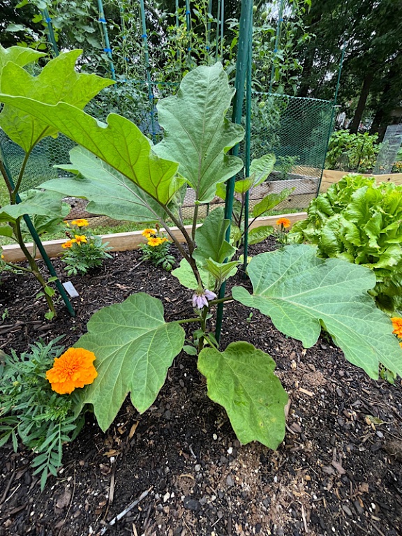 Aubergine aubercèpe