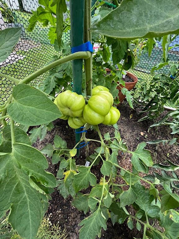 Costoluto genovese