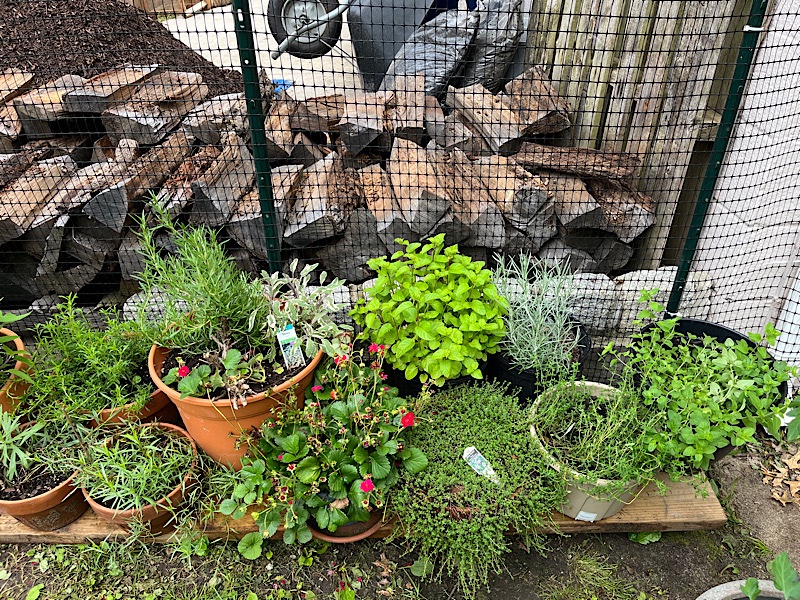 Le jardin des herbes avec le filet anti vermine derrière