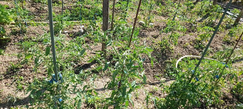 Tomates installées sur la zone inondée en 2024