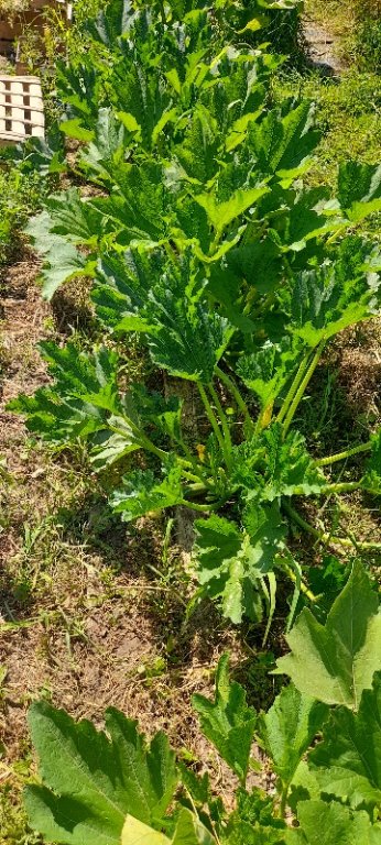 Courgettes