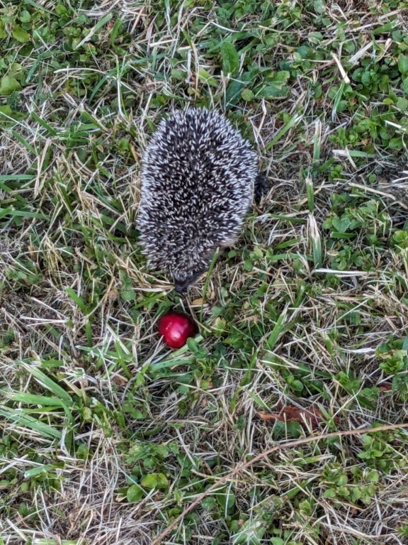 h cerise 23juin.jpg