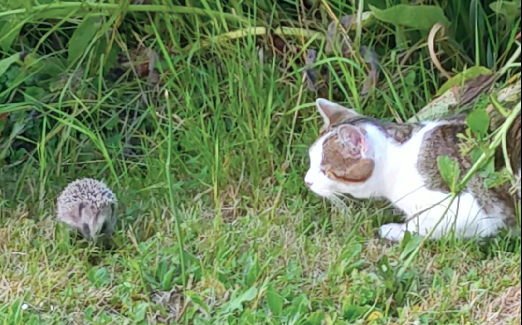 h  chatte23juin.jpg