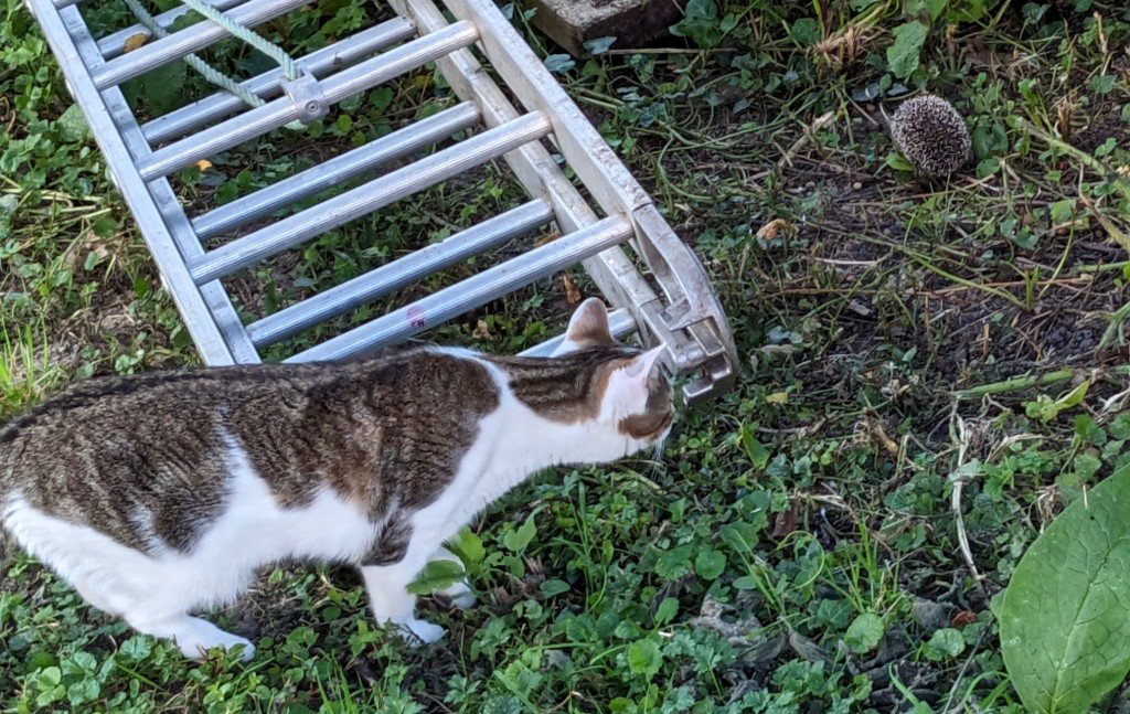 h chatte surveille 23juin.jpg