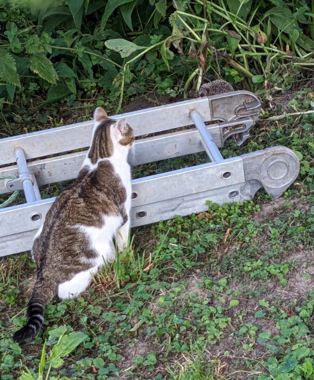 h chatte surveille.jpg