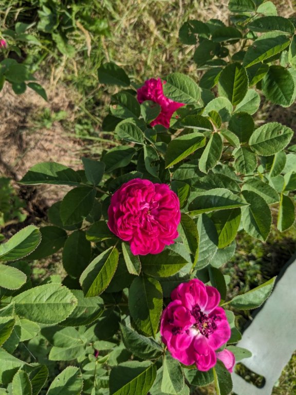 nouvelle rose 23 juin.jpg