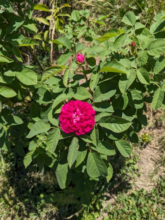 nouvelle rose22juin.jpg